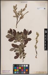Foto von Salix cinerea L.